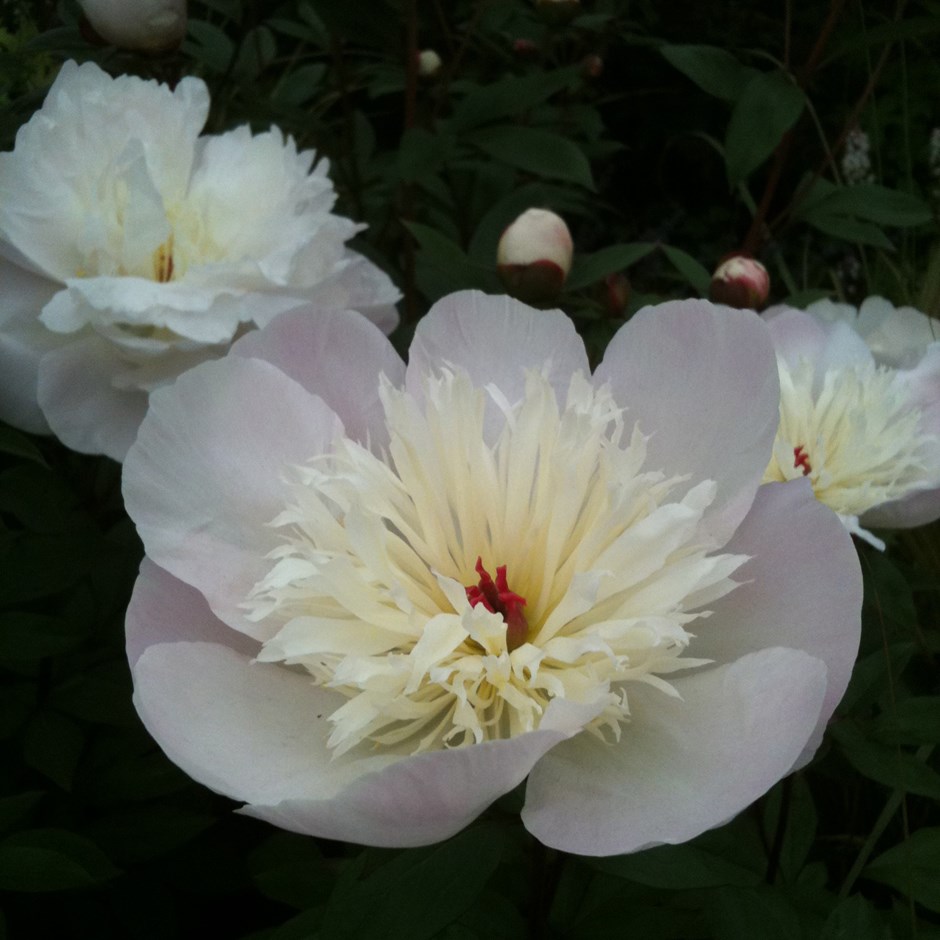 Paeonia lactiflora 'Immaculée'